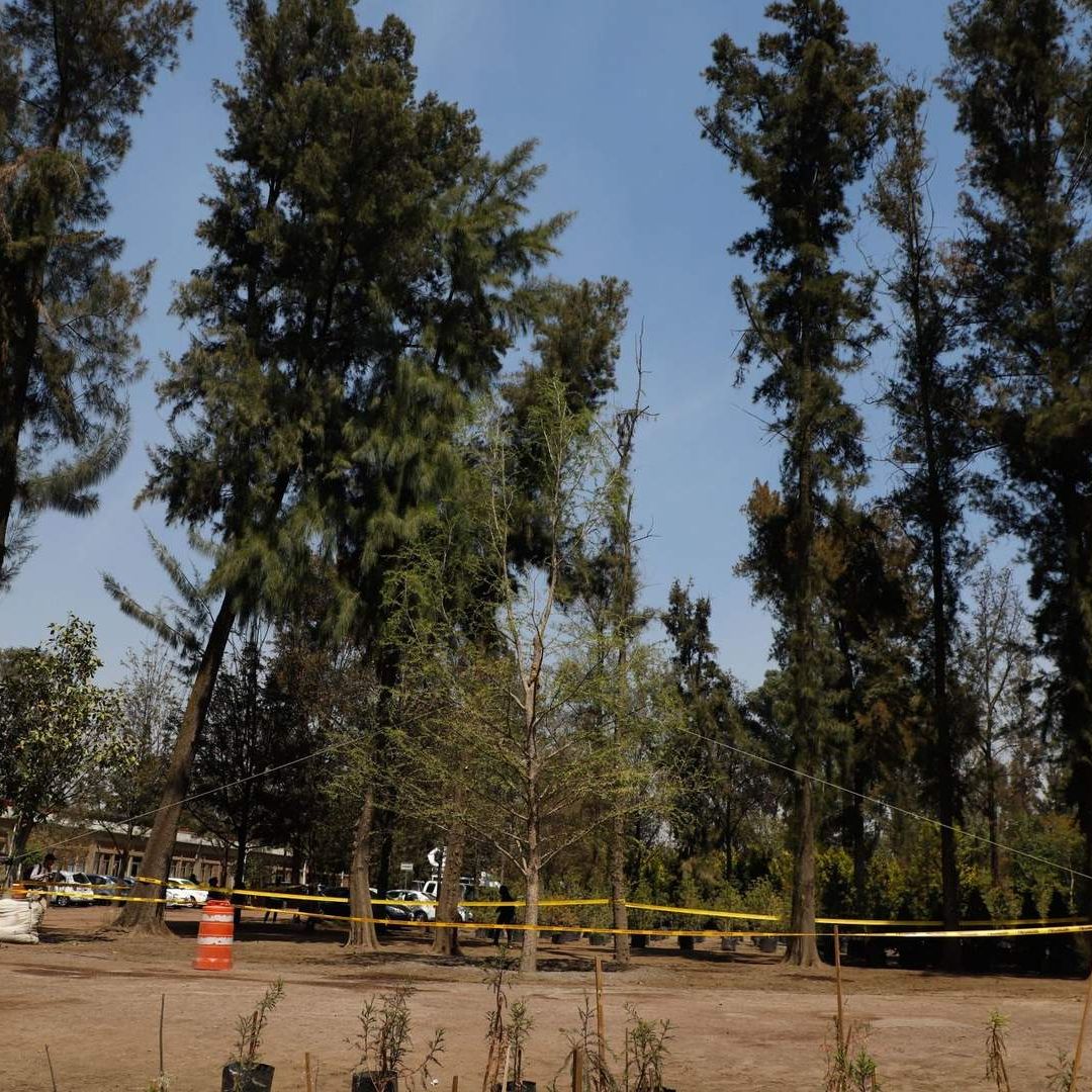 Los vecinos buscan crear conciencia con carteles para conservar a los árboles